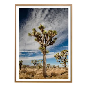 5:25pm Joshua Tree' Desert Landscape Photograph - 32" X 48" by Mark Frohman