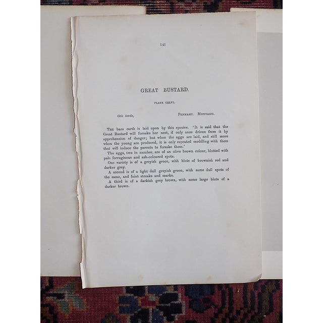 Tan Antique 19th Century Hand Colored Egg Lithographs - Set of 9 For Sale - Image 8 of 10