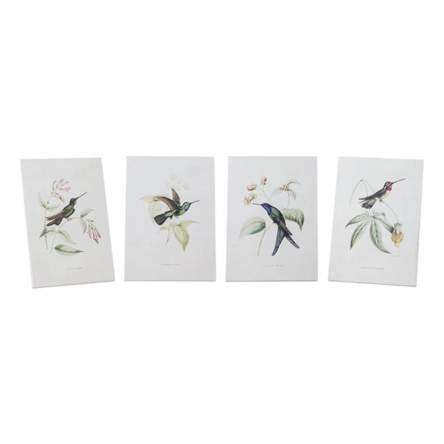 Tabletop Encyclopedia Hummingbird Print (Set of 4) For Sale