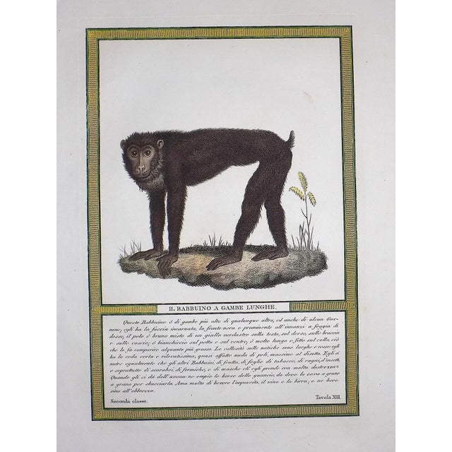 Realism Authentic Antique Italian 18th Century Hand Colored Copperplate Monkey Engravings - A Pair For Sale - Image 3 of 5