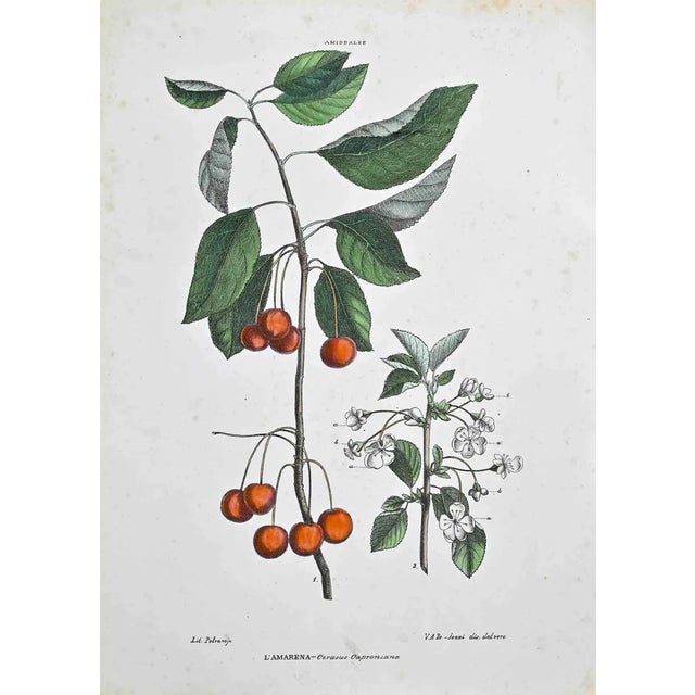 Vincenzo Tenore, The Amiddalees, Lithograph, 1870s For Sale