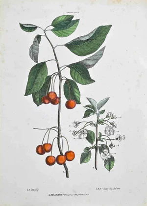 Vincenzo Tenore, The Amiddalees, Lithograph, 1870s