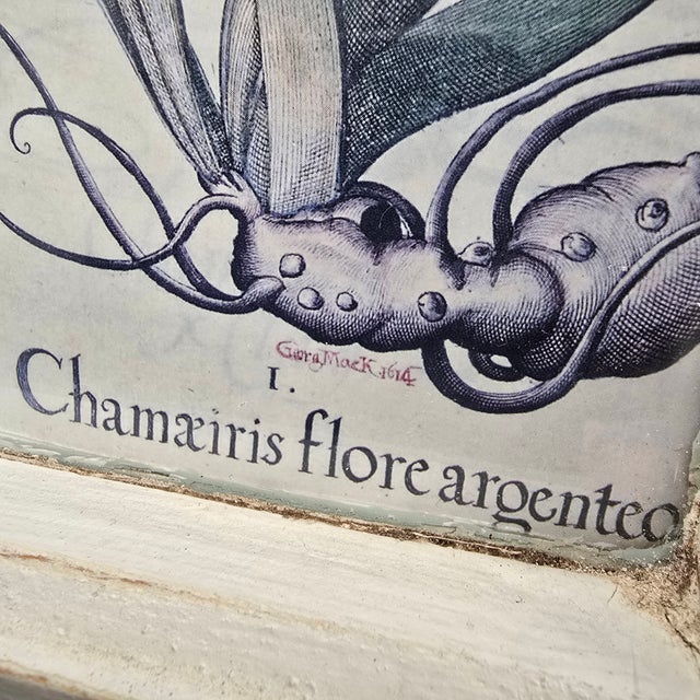 Botanical Prints in Antique Window Frame For Sale - Image 11 of 18