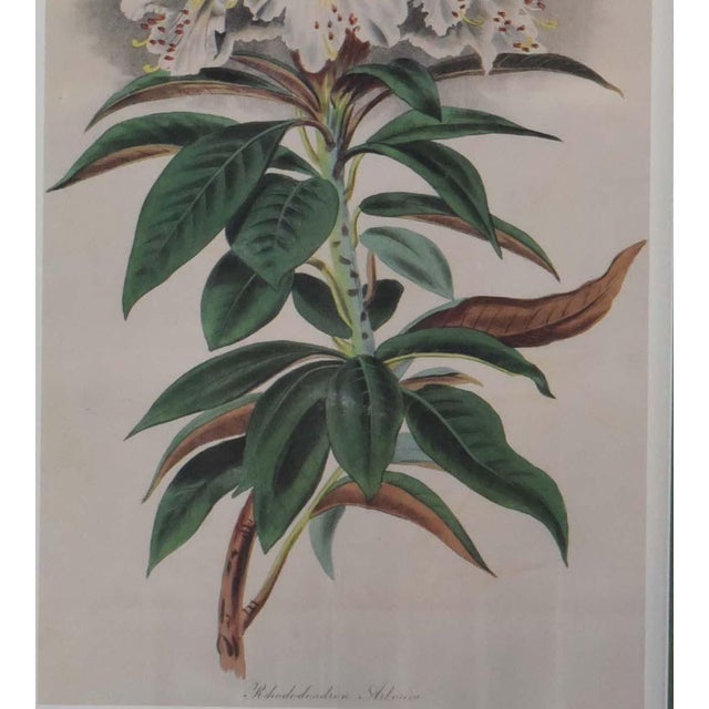 vintage-style botanical print of a white rhododendron flower. The artwork features a cluster of white flowers with...