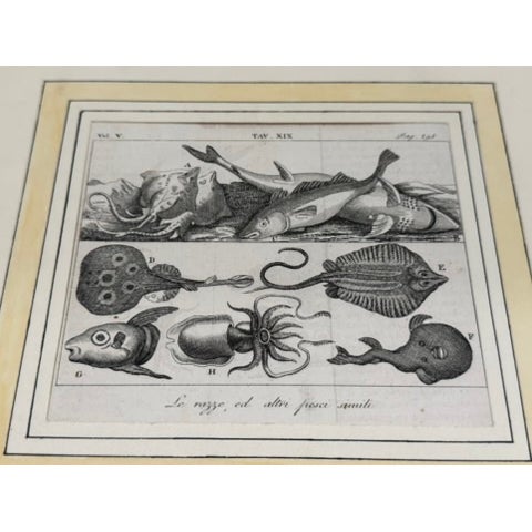 Lot of 3 Antique Italian Natural History Fish & Ray Engravings, Hand Colored, Matted For Sale - Image 13 of 14