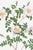 Paper White Rose, Vintage Botanical Art Print Reproduction by Pierre-Joseph Redouté, 16" X 24" For Sale - Image 7 of 11