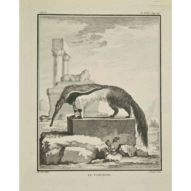 Le Tamanoir is an etching realized by Pierre Charles Baquoy in 1771. It belongs to the suite "Histoire naturelle, générale...