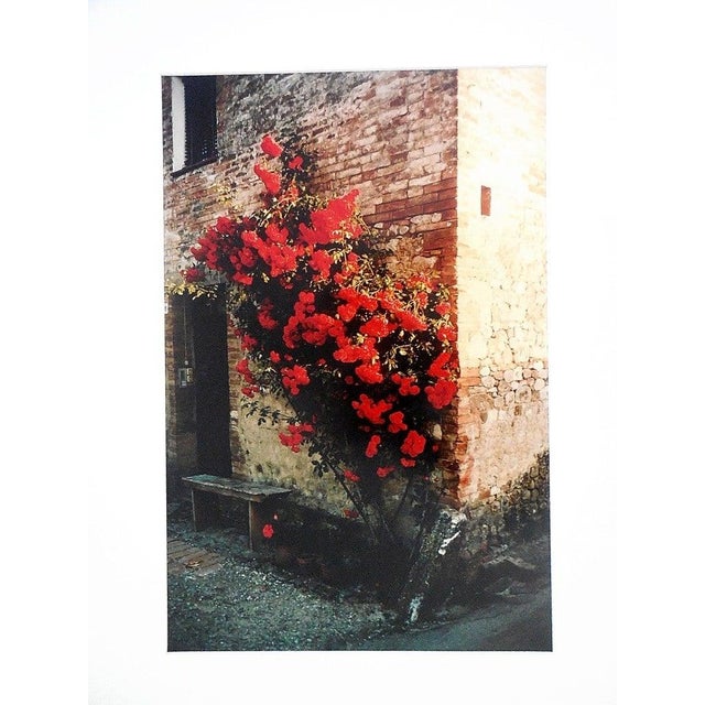 Joel Meyerowitz, Tuscany, Roses Taverna d'Arbia, 1991, 1996 For Sale - Image 4 of 9