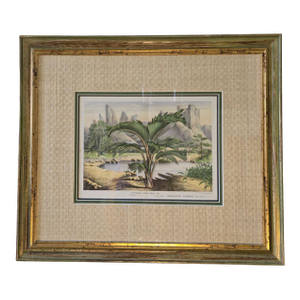 19th-Century Botanical Exotic Palm Chromolithograph – Phoenicophorium Sechellarum Museum Framed From L’Illustration Horticole