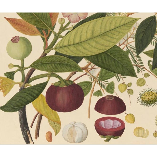 Golden Tropic Botanicals #2/22. beautifully reproduced as giclée prints using archival inks on imported English cotton rag...
