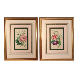 Lessons From the Vegetable World: Robert Mackenzie Stark Botanical Prints 1858