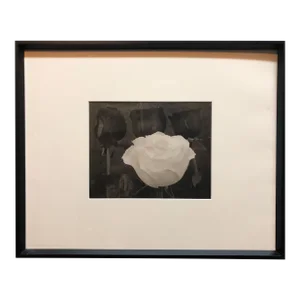 Tom Ferguson, Dramatic White and Black Roses Platinum Palladium Print Photograph, 1996