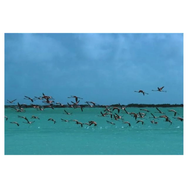 Slim Aarons, Flamingos in Curacao, Estate Stamped Photographic Print, 1979 / 2020s For Sale