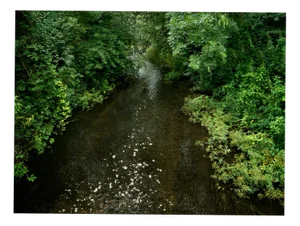Ellie Davies, Chalk Streams 5, 2023, Print