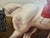 Original Fox Hunting Oil Painting Signed English Hunt Horses Hounds Framed For Sale - Image 4 of 12