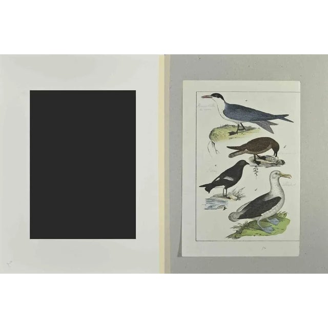 Albatross is an Etching hand colored realized by Gotthilf Heinrich von Schubert - Johann Friedrich Naumann, Illustration...