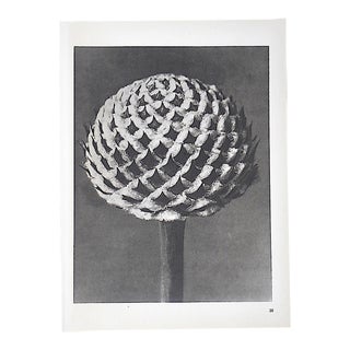 Vintage Modernist Botanical Photogravures By Karl Blossfeldt-Extreme Close-Ups Of Flora c.1942-Folio Size For Sale