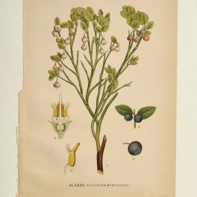 Antique Group of Nine Hand Colored Botanical Prints For Sale - Image 14 of 18