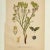 Antique Group of Nine Hand Colored Botanical Prints For Sale - Image 14 of 18