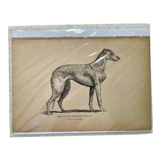 1950s Vintage Print of Scottish Deerhound For Sale