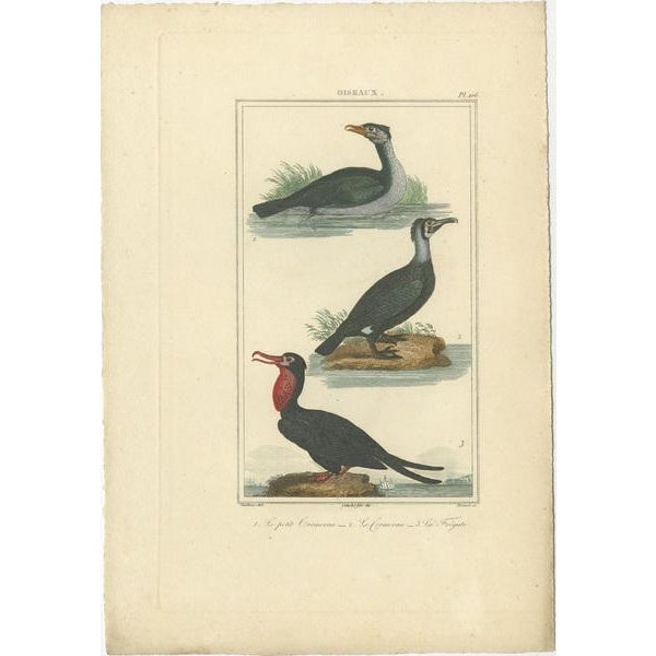 Buffon, Bird Illustrations, 1780, Hand-Colored Prints, Set of 2 For Sale - Image 3 of 8