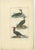 Buffon, Bird Illustrations, 1780, Hand-Colored Prints, Set of 2 For Sale - Image 3 of 8