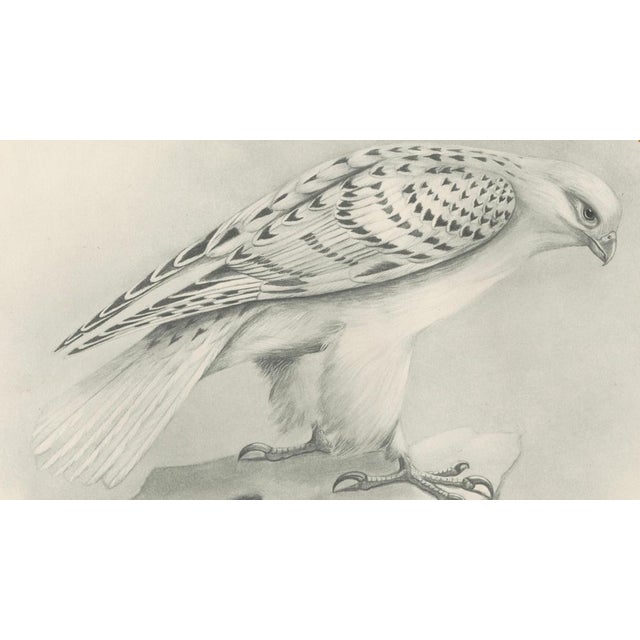 Lilian M. Medland, Greenland Gyrfalcon Bird, 1908, Monochrome Ornithological Plate For Sale - Image 4 of 9