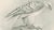 Lilian M. Medland, Greenland Gyrfalcon Bird, 1908, Monochrome Ornithological Plate For Sale - Image 4 of 9