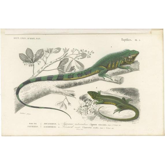 D'Orbigny, Green Iguana and European Green Lizard, 1861, Print For Sale - Image 6 of 6