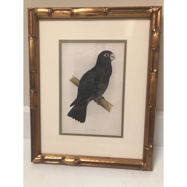 19th C American Gilt Framed Beautifully Colored Bird Prints From Book, a Set (2) For Sale - Image 9 of 11