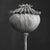Poppy Pod Head No. 3 - Black and White Botanical Floral Photograph Print | Karl Blossfeldt | Unframed For Sale - Image 4 of 4