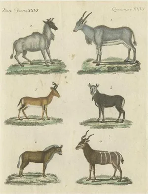 Animals, 1800, Paper
