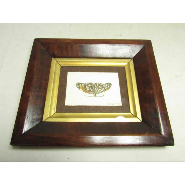 Late 19th Century Pair of Antique English Framed Moth Paintings For Sale - Image 5 of 18