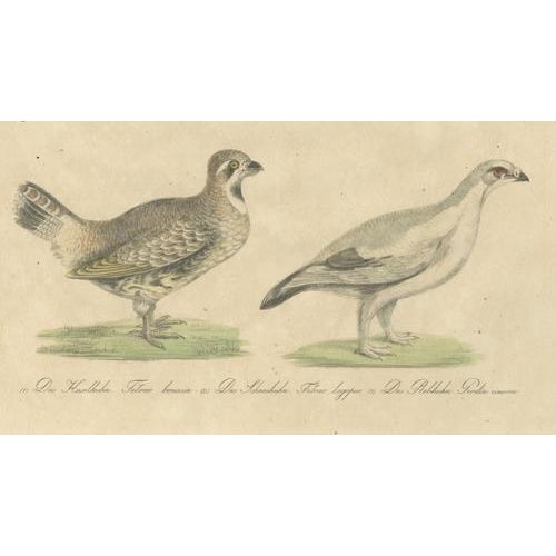 Black Karl Joseph Brodtmannm, Game Birds, 1816, Lithograph For Sale - Image 8 of 10