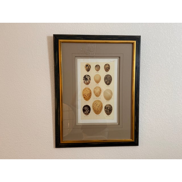 2010s Ethan Allen Eggs of British Birds I For Sale - Image 5 of 13