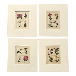 Vintage Regency Original Botanical Prints - Set of Four For Sale