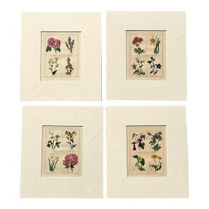 Vintage Regency Original Botanical Prints - Set of Four