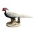 Fine Mottahadeh Large Porcelain Model of Silver Feathered Pheasant Hen For Sale