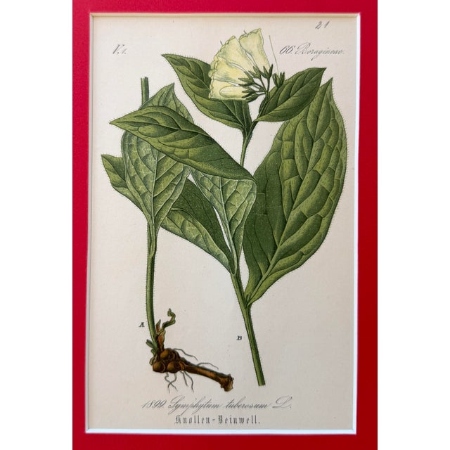 Set of 5 - 19th Century German Botanical Engravings of Grasses For Sale In Palm Springs - Image 6 of 6