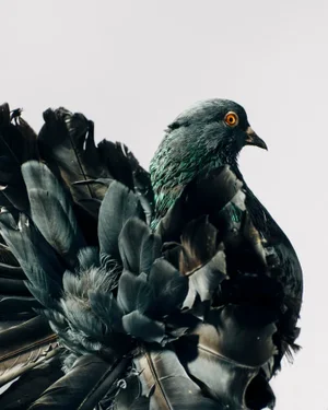 Contemporary Limited Edition Indian Fantail Pigeon Print by Brendan Burden (20x24")