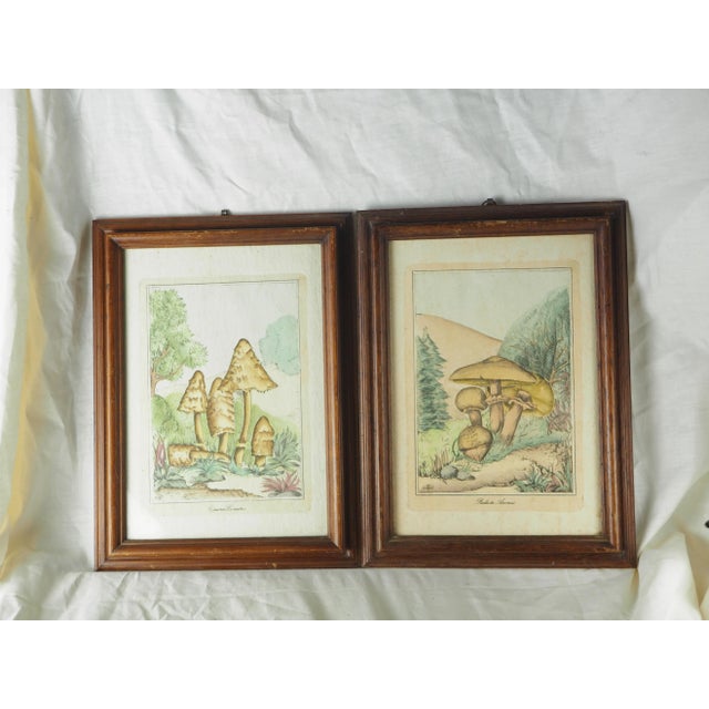 Campaign 1970s French Pair of Colorized Mycological Lithographs of Coprinus Comatus and Psalliotta Arvensis For Sale - Image 3 of 11