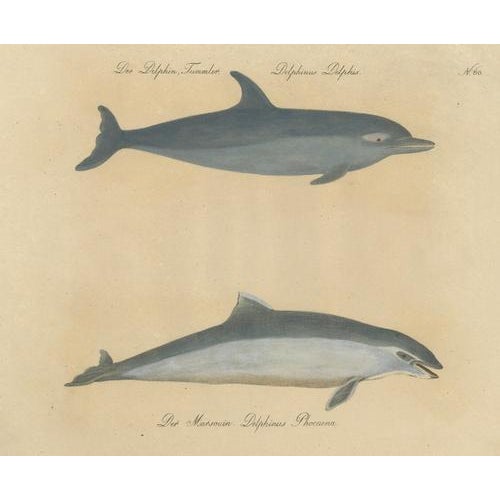 Paper Karl Joseph Brodtmannm, Dolphin & Porpoise, 1816, Lithograph For Sale - Image 7 of 9