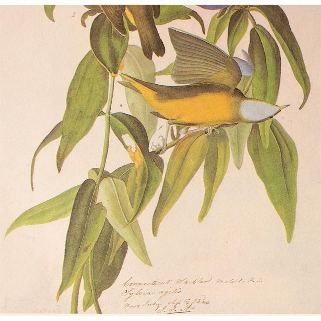 John James Audubon 1966 Vintage Farmhouse Cottage Print "Connecticut Warbler" After John James Audubon For Sale - Image 4 of 7