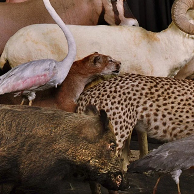 Eduardo Sourrouille, Spanish Animals Photography For Sale - Image 8 of 11