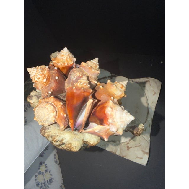 2020s Celestial Meets the Sea Shell Wall Pocket-Coastal Art Sculpture For Sale - Image 5 of 5
