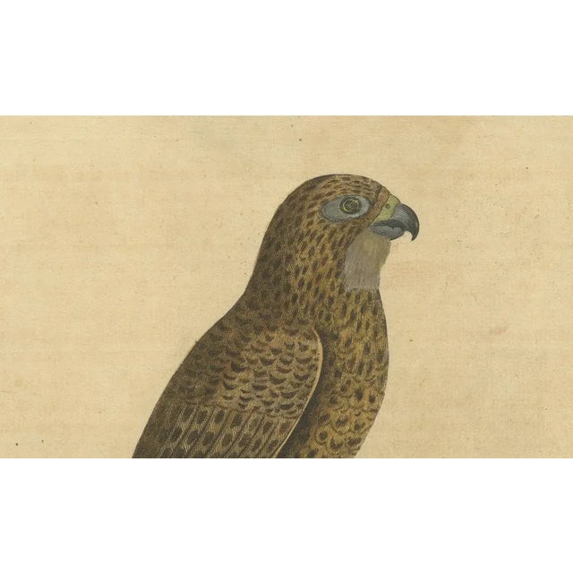 Eleazar Albin, Sparrow Hawk, 1730, Hand-Colored Engraving For Sale - Image 3 of 10