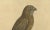 Eleazar Albin, Sparrow Hawk, 1730, Hand-Colored Engraving For Sale - Image 3 of 10