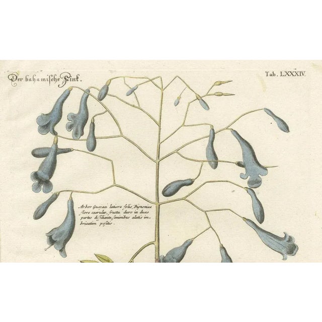 J.M. Seligmann, Bahama Finch, Hand-Colored Engraving, 18th Century For Sale - Image 3 of 6