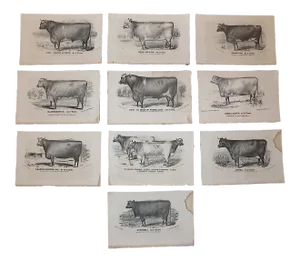 Antique 19th C. Lithographs-Cattle-Set of 10