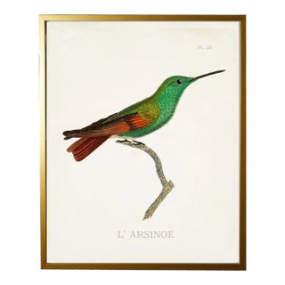 Framed Hummingbird Reproduction Print Plate 28 in a Gold Shadowbox - Size 17x21 For Sale
